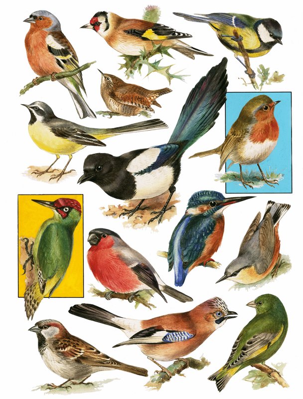 イギリスの鳥 作： 英語学校