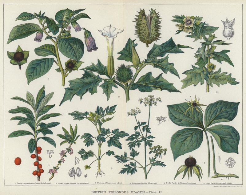 英国の有毒植物 (カラーリソ) 作： 英語学校