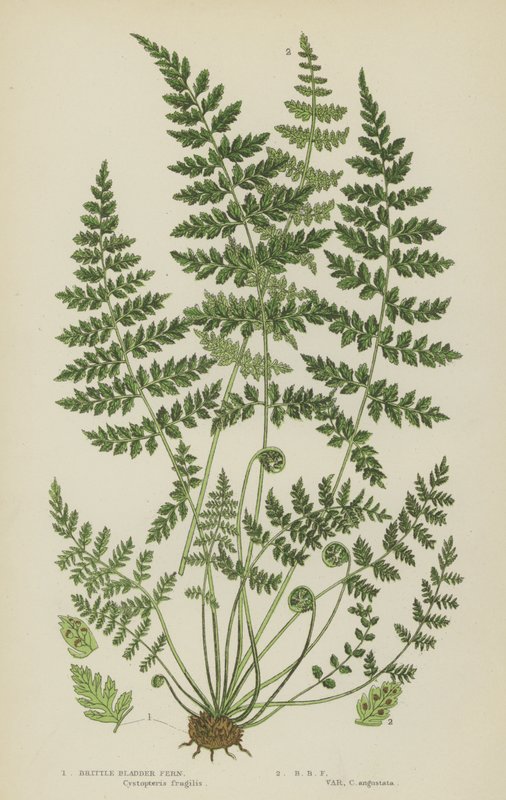 Brittle Bladder Fern (カラーリトグラフ) 作： 英語学校