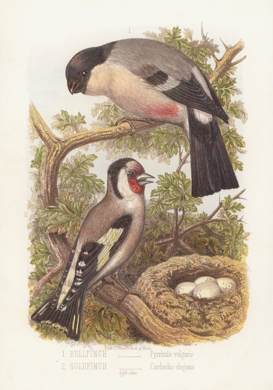 ブルフィンチ（Pyrrhula Vulgaris）とゴールドフィンチ（Carduelis Elegans）（カラーリトグラフ 作： 英語学校