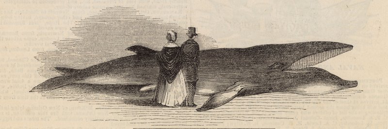 デプトフォード桟橋からクジラを捕まえる：クジラ 作： 英語学校