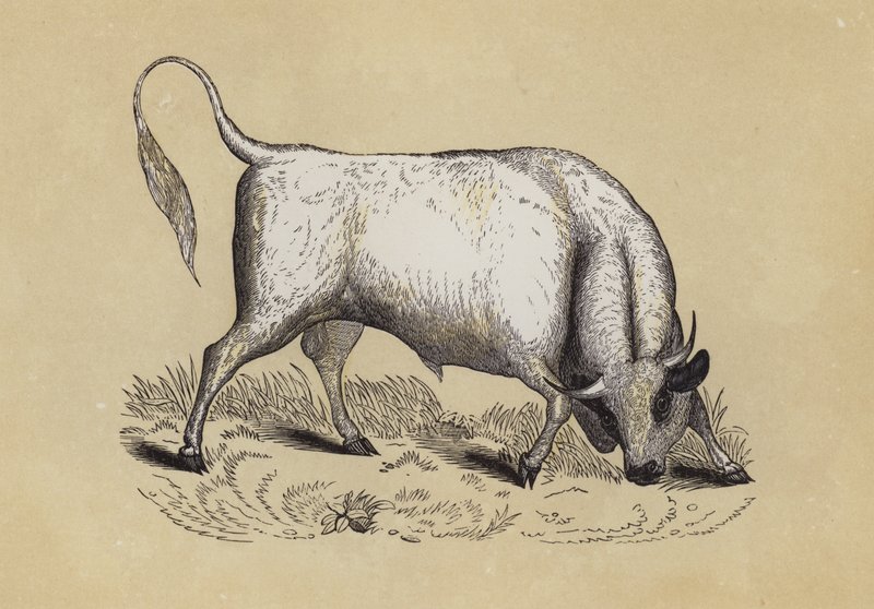 Chillingham Wild Bull（カラーリトグラフ 作： 英語学校