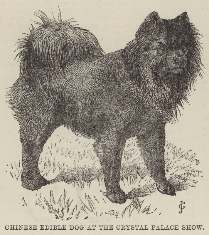 クリスタル・パレス・ショーの中国の食用犬（彫刻 作： 英語学校
