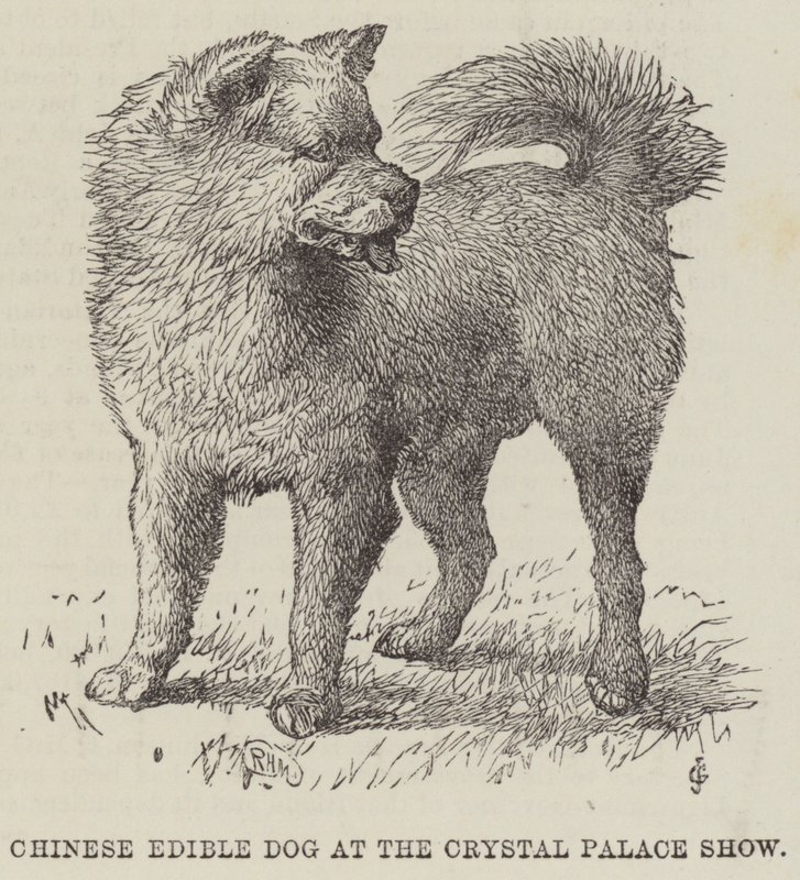 クリスタル・パレス・ショーの中国の食用犬（彫刻 作： 英語学校