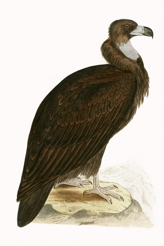 シロハゲワシ、チャールズロバートブリー（1811-86）による「イギリス諸島では観察されないヨーロッパの鳥の歴史」のイラスト、1867年に公開（カラーリソ） 作： 英語学校