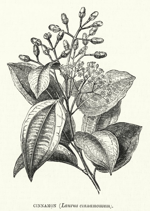 シナモン(Laurus cinnamomum)(彫刻) 作： 英語学校