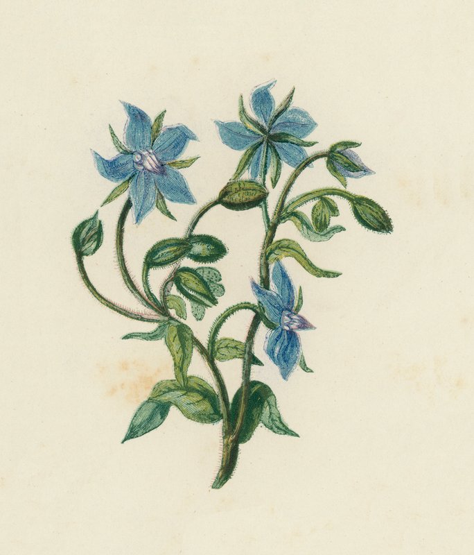 コモンボリジ（Borago Officinalis）（カラーリトグラフ 作： 英語学校