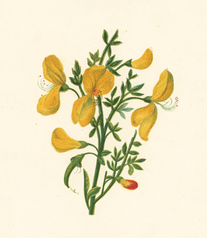 ホウキ（Cytisus Scoparius）（カラーリトグラフ 作： 英語学校