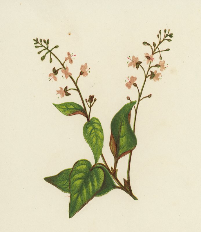 イヌホオズキ（Circaea Lutetiana）（カラーリトグラフ 作： 英語学校