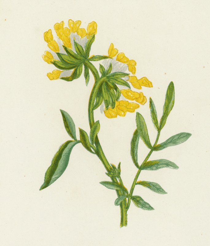 一般的なキドニーベッチ、Anthyllis Vulneraria (カラーリソ) 作： 英語学校