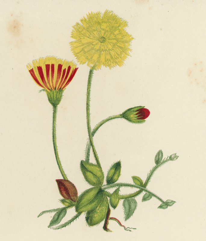 コモンマウスイヤーホークウィード、Hieracium Pilosella（カラーリトグラフ） 作： 英語学校