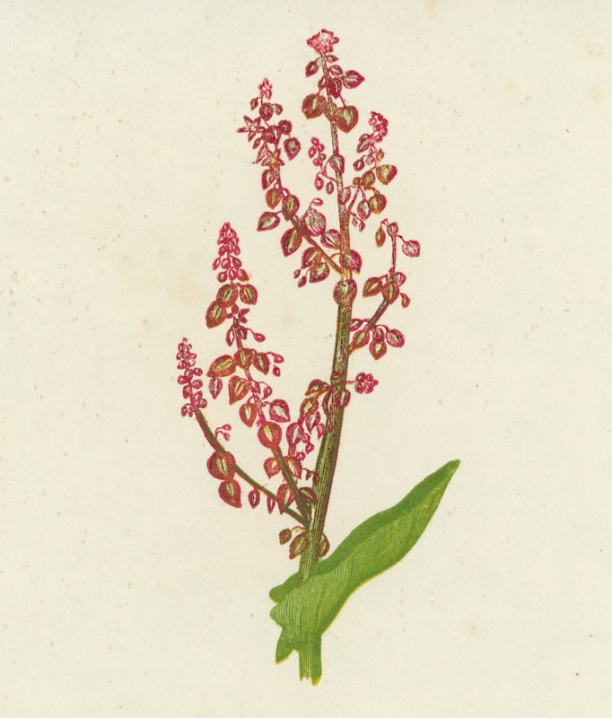 コモン・ソレル, Rumex Acetosa（カラーリトグラフ） 作： 英語学校