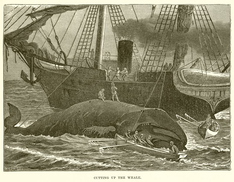 クジラを切る 作： 英語学校