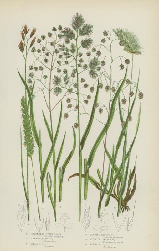 Decumbent Heath Grass、Common Quaking Grass、Small Quaking Grass、Rough Cocksfoot Grass (色リソ) 作： 英語学校