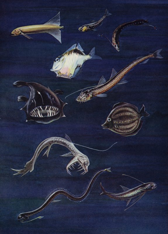 深海魚（カラーリソ） 作： 英語学校