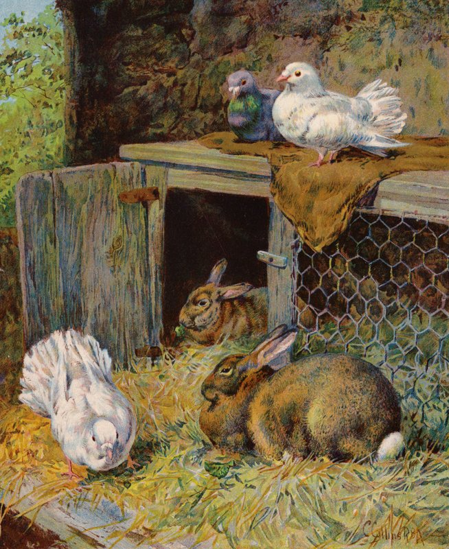 小屋の中の鳩とウサギ（カラーリトグラフ） 作： 英語学校