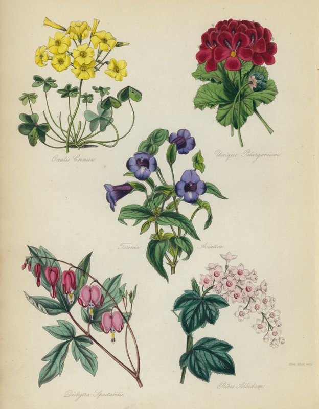 イングリッシュフラワーガーデン：Oxalis seeはユニークなPelargonium、Torenia asiatica、Dielytra Alocasia、Ribes Albidum 作： 英語学校