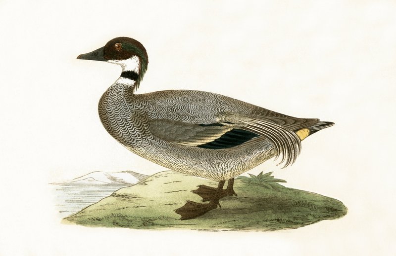 チャールズロバートブリー（1811-86）による「イギリス諸島では観察されなかったヨーロッパの鳥の歴史」からのイラスト、1867年に出版された青緑色のティール 作： 英語学校