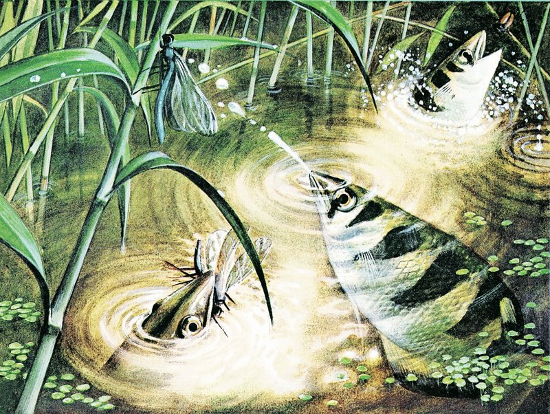 弾丸を発射する魚-射手は弾薬として水を使用します 作： 英語学校