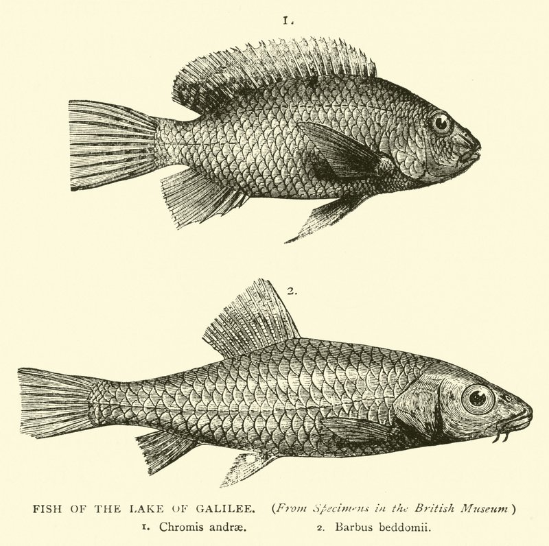 ガリラヤ湖の魚 作： 英語学校