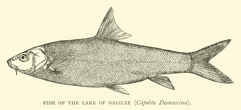 ガリラヤ湖の魚、Capoeta Damascina 作： 英語学校