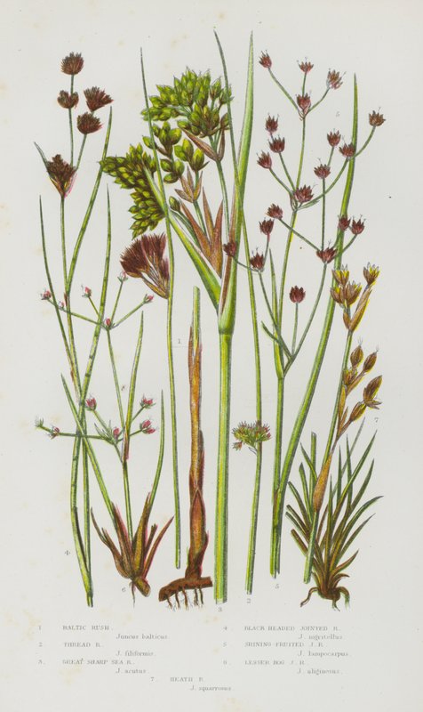 Blühende Pflanzen Großbritanniens: Baltischer Binsen, Faden-Binsen, Große Scharfe See-Binsen, Schwarzköpfige Gelenk-Binsen, Glänzendfruchtige Gelenk-Binsen, Kleine Moor-Gelenk-Binsen, Heide-Binsen von English School