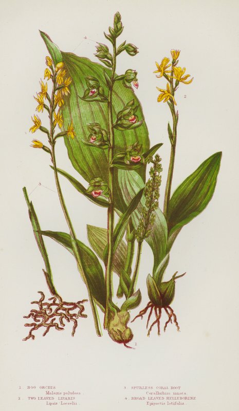Flowering Plants of Great Britain:Bog Orchis, Two Leaved Liparis, Spurless Coral Root, Broad Leaved Helleborine (カラーリトグラフ) 作： 英語学校
