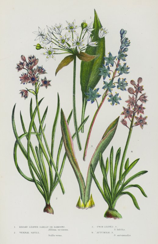 グレートブリテンの開花植物。Broad Leaved Garlic or Ramsons, Vernal Squill, Twin Leaved Squill, Autumnal Squill (colour litho) 作： 英語学校