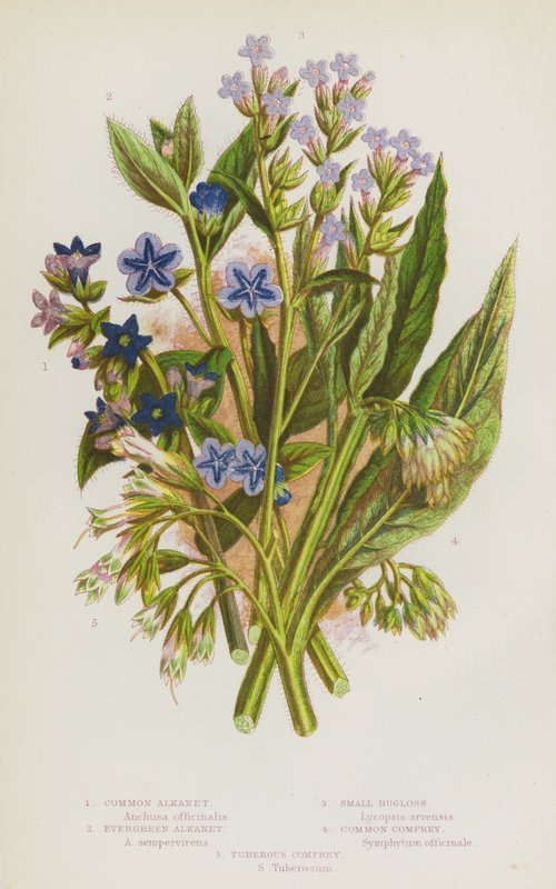 グレートブリテン島の開花植物。Common Alkanet, Evergreen Alkanet, Small Bugloss, Common Comfrey, Tuberous Comfrey (カラーリトグラフ) 作： 英語学校