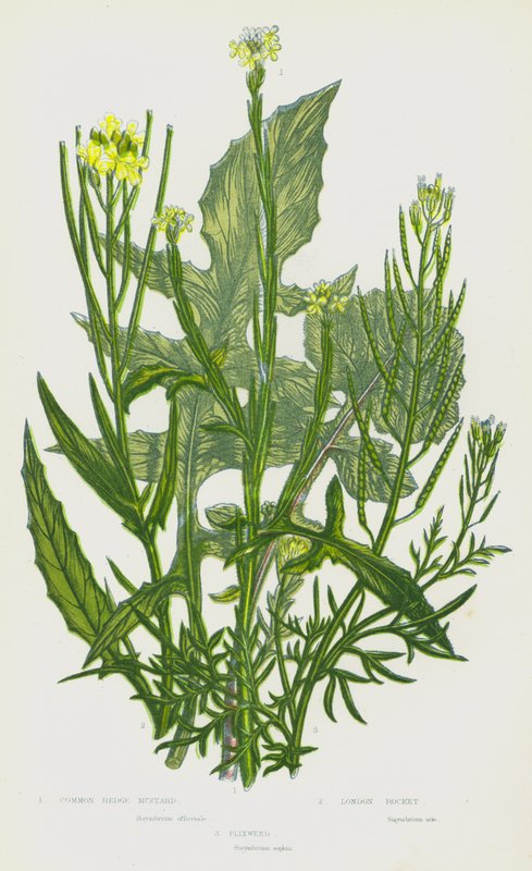 イギリスの開花植物：コモンヘッジマスタード、ロンドンロケット、フリクスウィード（カラーリトグラフ） 作： 英語学校