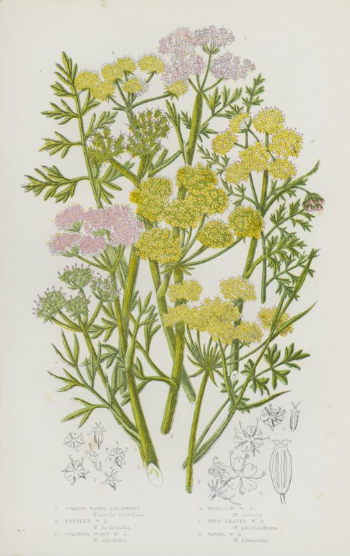 Blühende Pflanzen Großbritanniens: Gemeiner Wasserfenchel, Petersilien-Wasserfenchel, Schwefel-Wasserfenchel, Schierlings-Wasserfenchel, Feinblättriger Wasserfenchel, Fluss-Wasserfenchel von English School