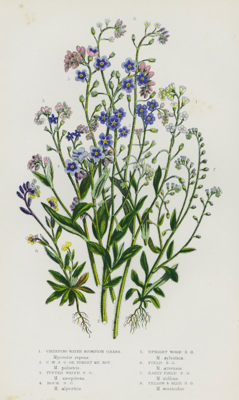 イギリスの開花植物：クリーピング・ウォーター・スコーピオン・グラス、クリーピング・ウォーター・スコーピオン・グラスまたはフォーゲット・ミー・ノット、タフテッド・ウォーター・スコーピオン・グラス、ロック・スコーピオン・グラス、アップライト・ウッド・スコーピオン・グラス、フィールド・スコーピオン・グラス、アーリーフィールド・スコーピオン・グラス、イエロー・アンド・B 作： 英語学校