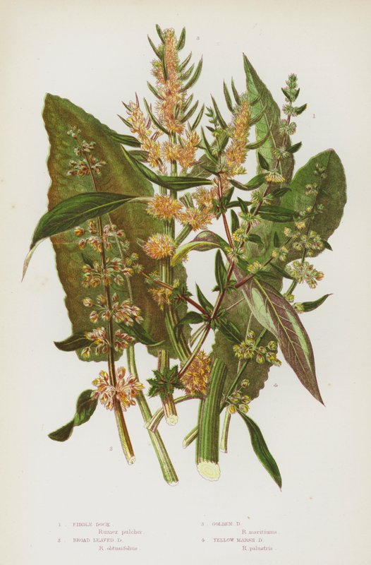 グレートブリテンの開花植物。フィドル・ドック、ブロード・リーブド・ドック、ゴールデン・ドック、イエロー・マーシュ・ドック(カラーリトグラフ) 作： 英語学校