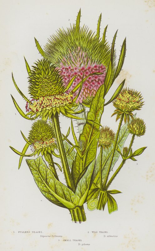 Flowering Plants of Great Britain:Fullers Teasel, Wild Teasel, Small Teasel (カラーリトグラフ) 作： 英語学校