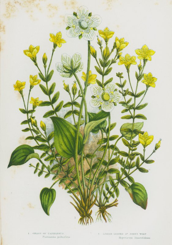 グレートブリテンの開花植物。Grass of Parnassus, Linear-Leaved St John