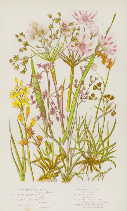 Blühende Pflanzen Großbritanniens: Große Behaarte Wald-Hainsimse, Breitblättrige Behaarte Wald-Hainsimse, Schmalblättrige Behaarte Wald-Hainsimse, Feld-Hainsimse, Gebogene Berg-Hainsimse, Spießige Berg-Hainsimse, Lancashire Moor-Binse, Gemeine Blumenbinse von English School