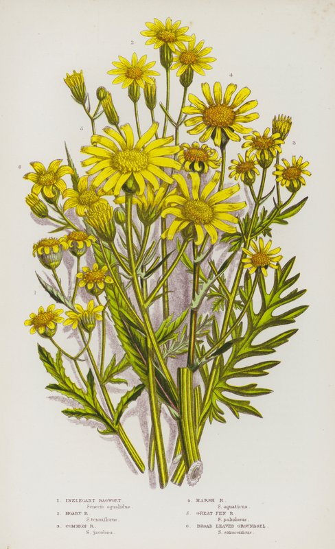 英国の顕花植物：Inelegant Ragwort、Hoary Ragwort、Common Ragwort、Marsh Ragwort、Great Fen Ragwort、Broad Leaved Groundsel（カラーリトグラフ版 作： 英語学校