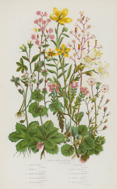 Blühende Pflanzen Großbritanniens: Nierenförmiger Steinbrech, Londoner Pracht, Stern-Steinbrech, Alpenbüschel-Steinbrech, Purpur-Steinbrech, Gelber Sumpf-Steinbrech, Gelber Berg-Steinbrech, Weißer Wiesen-Steinbrech, Hängender Zwiebel-Steinbrech von English School