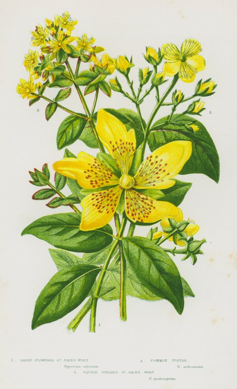 Flowering Plants of Great Britain:Large-Flowered St John
