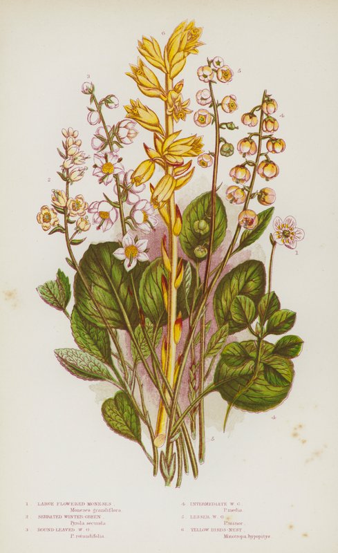 Flowering Plants of Great Britain:大輪のモネ、鋸歯状のウィンターグリーン、丸葉のウィンターグリーン、中間のウィンターグリーン、レッサーウィンターグリーン、イエローバーズネスト(カラーリトグラフ) 作： 英語学校