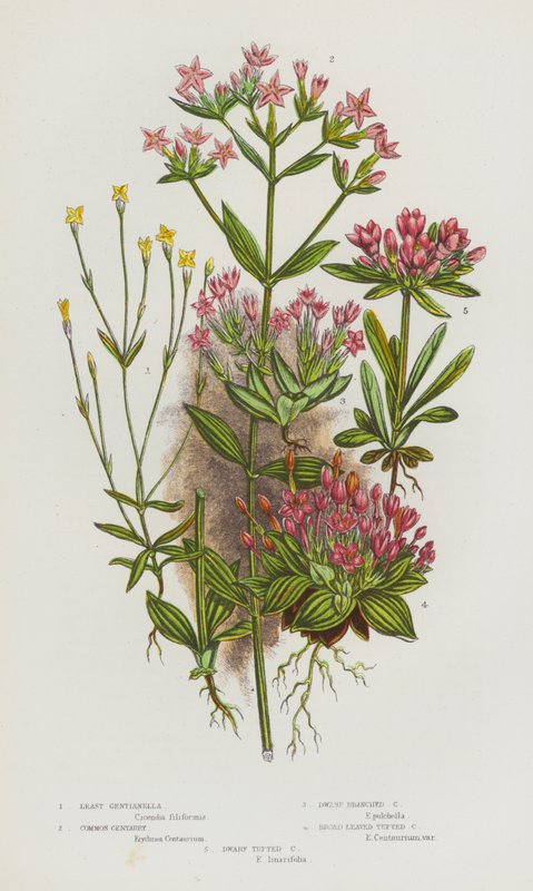 Flowering Plants of Great Britain:Least Gentianella, Common Centaury, Dwarf Branched Centaury, Broad Leaved Tufted Centaury, Dwarf Tufted Centaury (カラーリトグラフ) 作： 英語学校