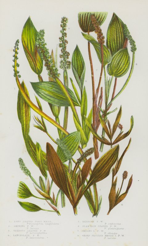 イギリスの花き。Long Leaved Pond Weed, Shining Pond Weed, Various Leaved Pond Weed, Lanceolate Pond Weed, Reddish Pond Weed, Plantain Leaved Pond Weed, Oblong Leaved Pond Weed, Sharp Fruited Broad Leaved Pond Weed (カラーリトグラフ) 作： 英語学校