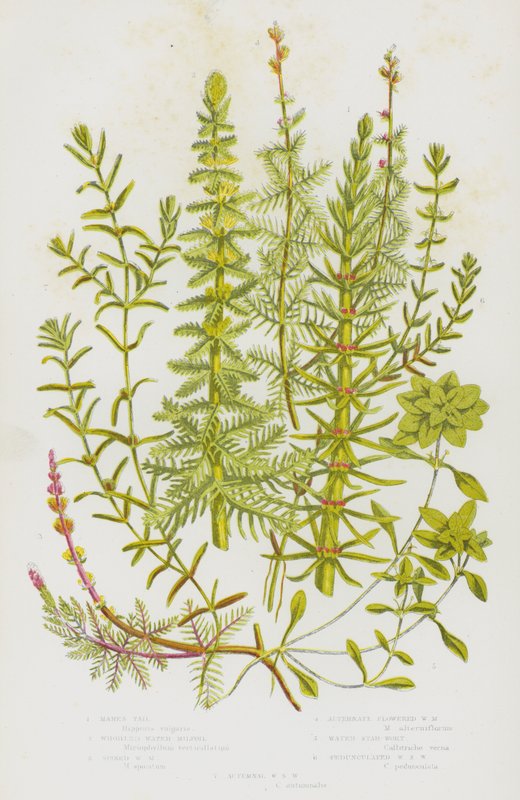 Blühende Pflanzen Großbritanniens: Schachtelhalm, Quirliges Tausendblatt, Ähriges Tausendblatt, Wechselblütiges Tausendblatt, Wasserstern, Gestielter Wasserstern, Herbstlicher Wasserstern von English School