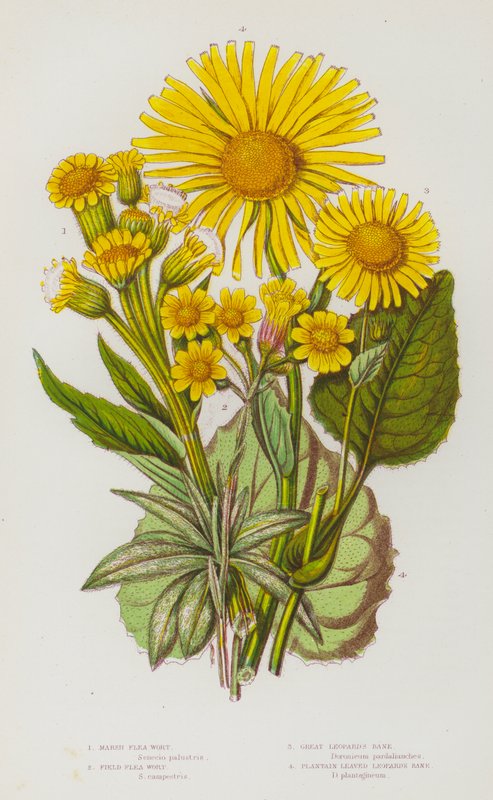 Flowering Plants of Great Britain:Marsh Flea Wort, Field Flea Wort, Great Leopard