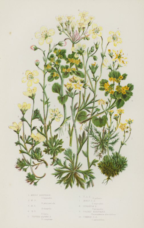 Blühende Pflanzen Großbritanniens: Moos-Steinbrech, Moos-Steinbrech, Moos-Steinbrech, Moos-Steinbrech, Büschel-Alpen-Steinbrech, Büschel-Alpen-Steinbrech, Moos-Alpen-Steinbrech, Geranium-Steinbrech, Goldener Steinbrech, Gemeiner Goldener Steinbrech von English School