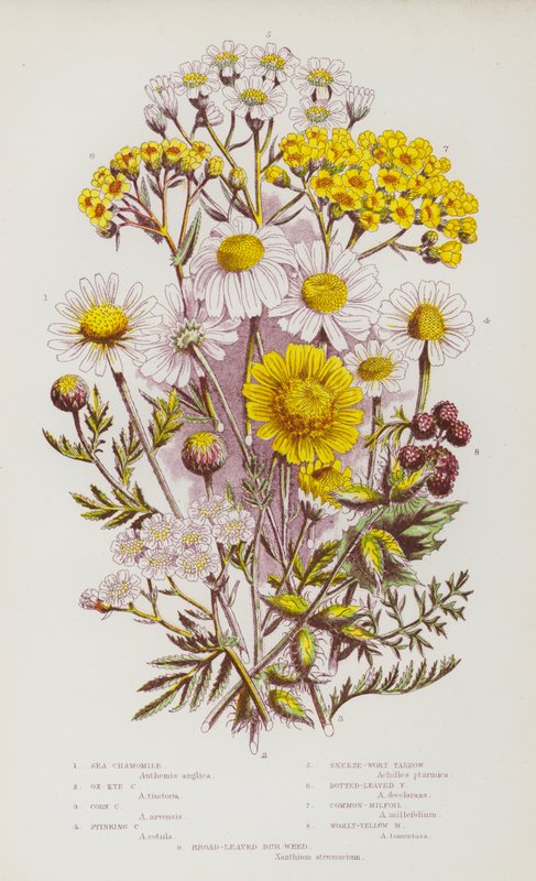 Blühende Pflanzen Großbritanniens: Strandkamille, Ochsenauge-Kamille, Kornkamille, Stinkende Kamille, Nieswurz-Schafgarbe, Punktierte Schafgarbe, Gemeine Schafgarbe, Wollige Gelbe Schafgarbe, Breitblättriger Klettenkerbel von English School