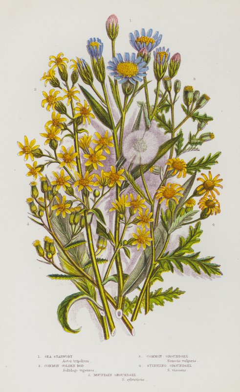 Flowering Plants of Great Britain:シースターワート、コモンゴールデンロッド、コモングロウンゼル、スティンキンググロウンゼル、マウンテングロウンゼル（カラーリトグラフ版 作： 英語学校