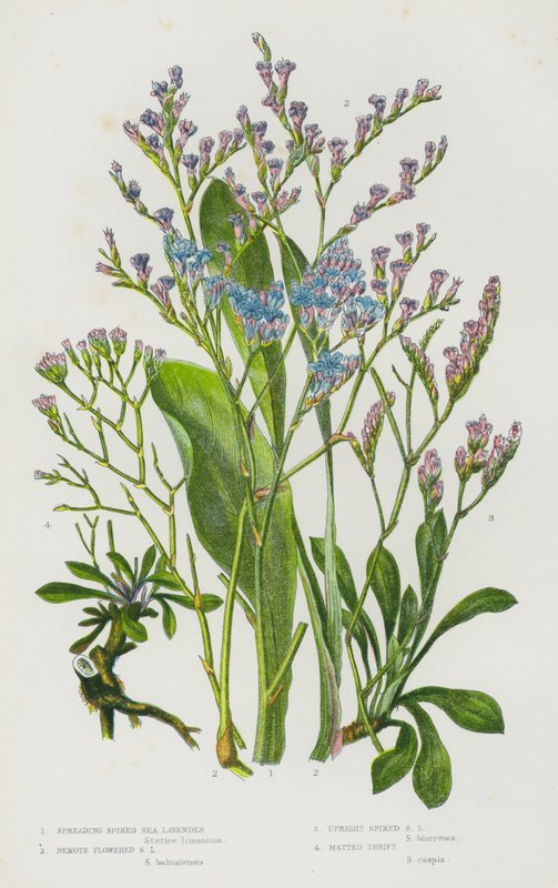 グレートブリテンの開花植物。広がるトゲ付きシーラベンダー、遠隔地に咲くシーラベンダー、直立するトゲ付きシーラベンダー、マットなスリフト（カラーリトホ 作： 英語学校