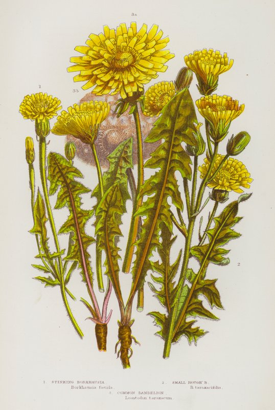 グレートブリテンの開花植物。Stinking Borkhausia, Small Rough