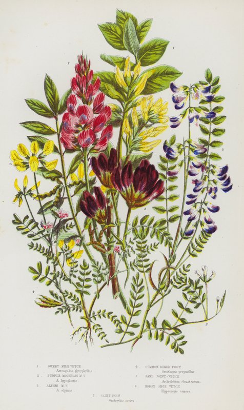 Blühende Pflanzen Großbritanniens: Süßer Tragant, Purpur-Tragant, Alpen-Tragant, Gemeiner Hornklee, Sand-Hornklee, Hufeisenklee, Esparsette von English School